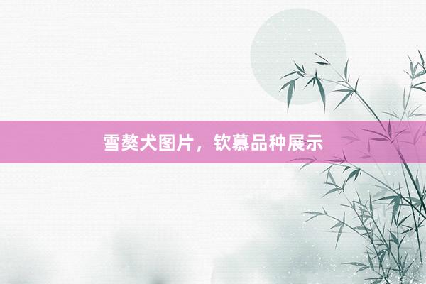 雪獒犬图片，钦慕品种展示